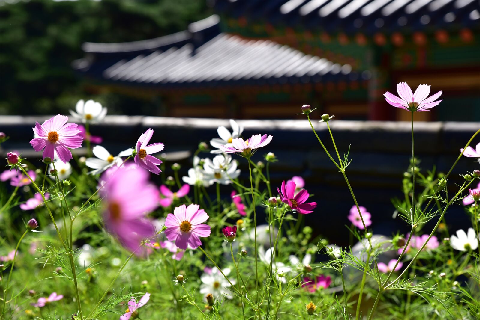 Nikon D750 sample photo. Temple, korea, incheon photography