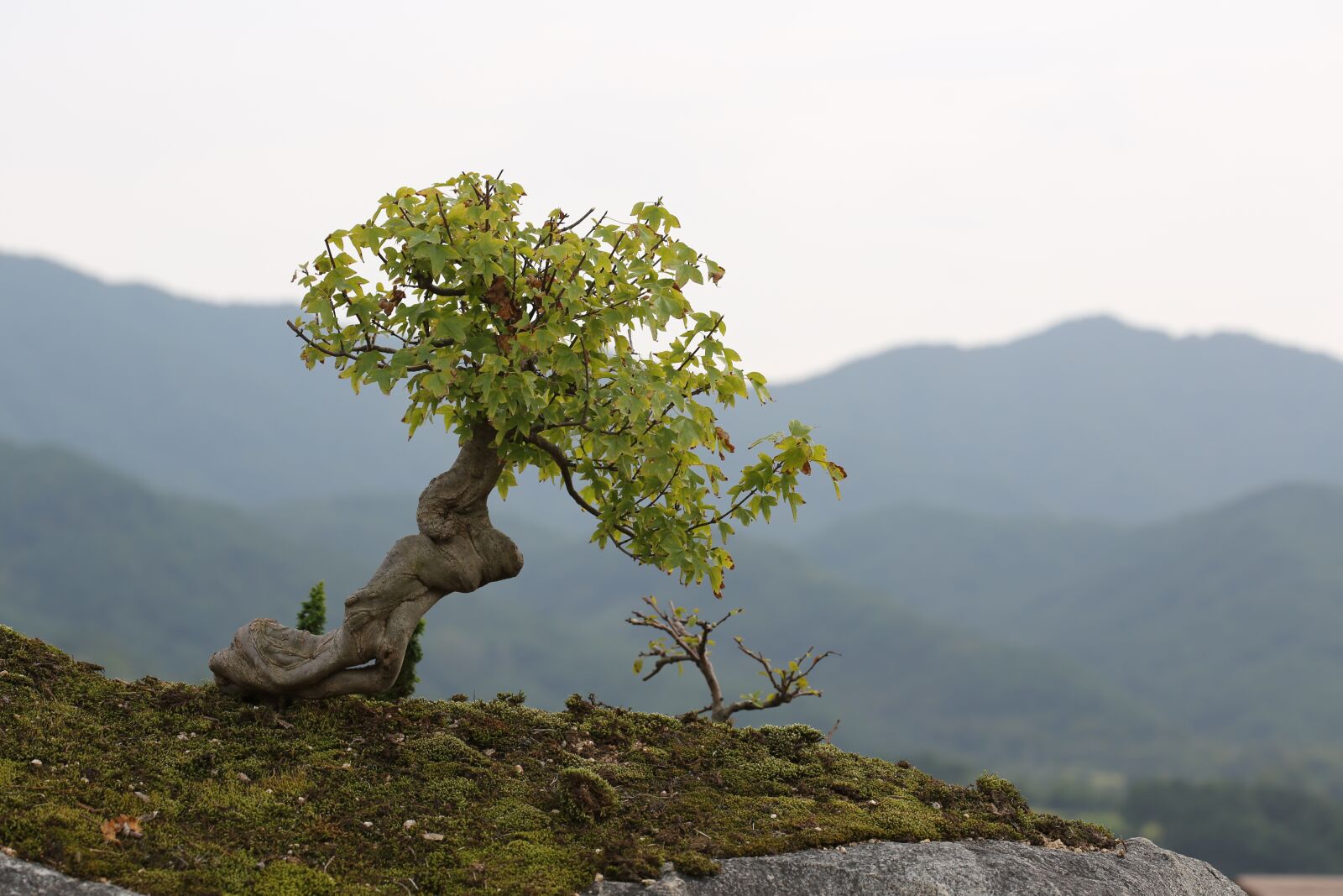Canon EF 100mm F2.8 Macro USM sample photo. Bonsai, love park, gurye photography