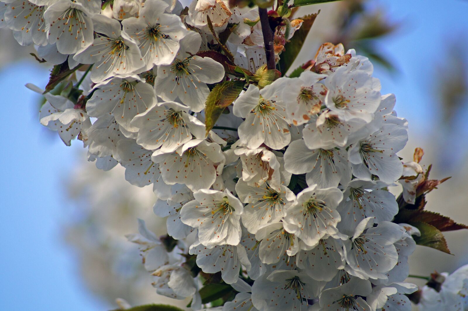 Sony SLT-A58 sample photo. Flower, cherry, spring photography