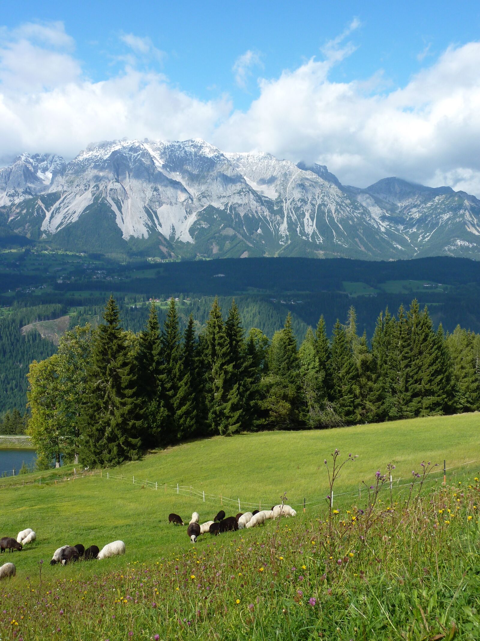 Panasonic DMC-TZ7 sample photo. Mountain meadow, sheep pasture photography