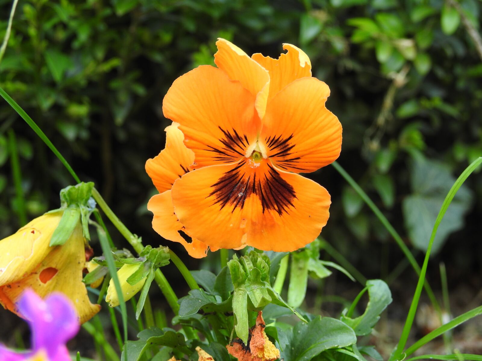 Nikon Coolpix P900 sample photo. Nature, flower, plant photography