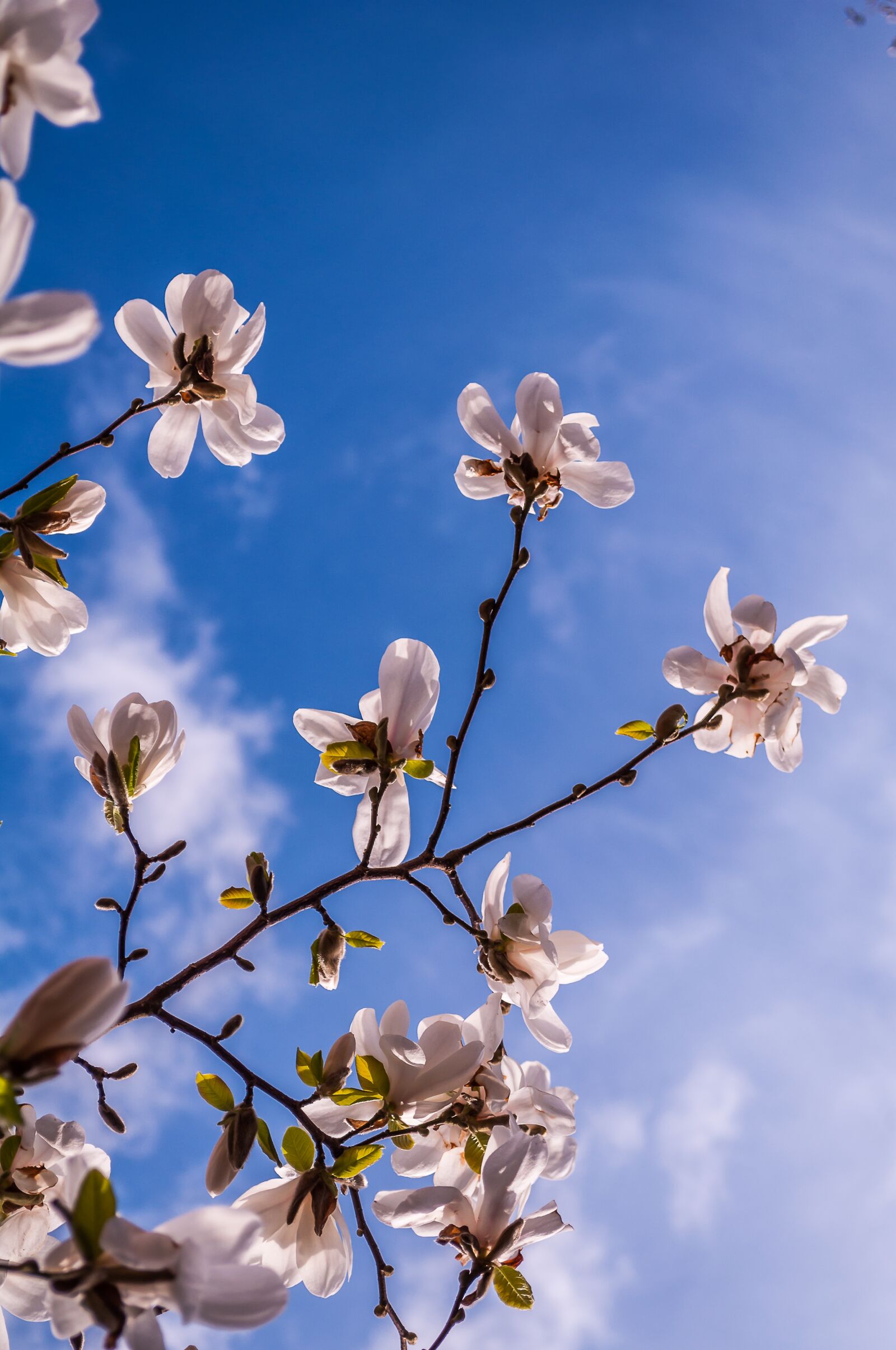 Nikon D90 sample photo. Magnolia, flowers, spring photography