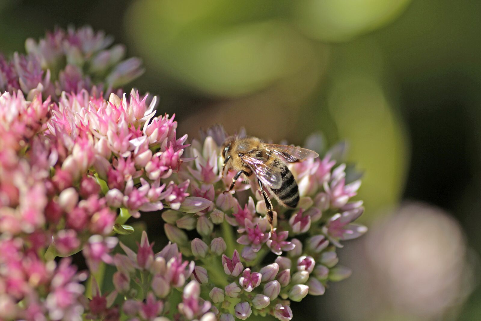 Canon EOS 700D (EOS Rebel T5i / EOS Kiss X7i) sample photo. Bee, plant, flower photography