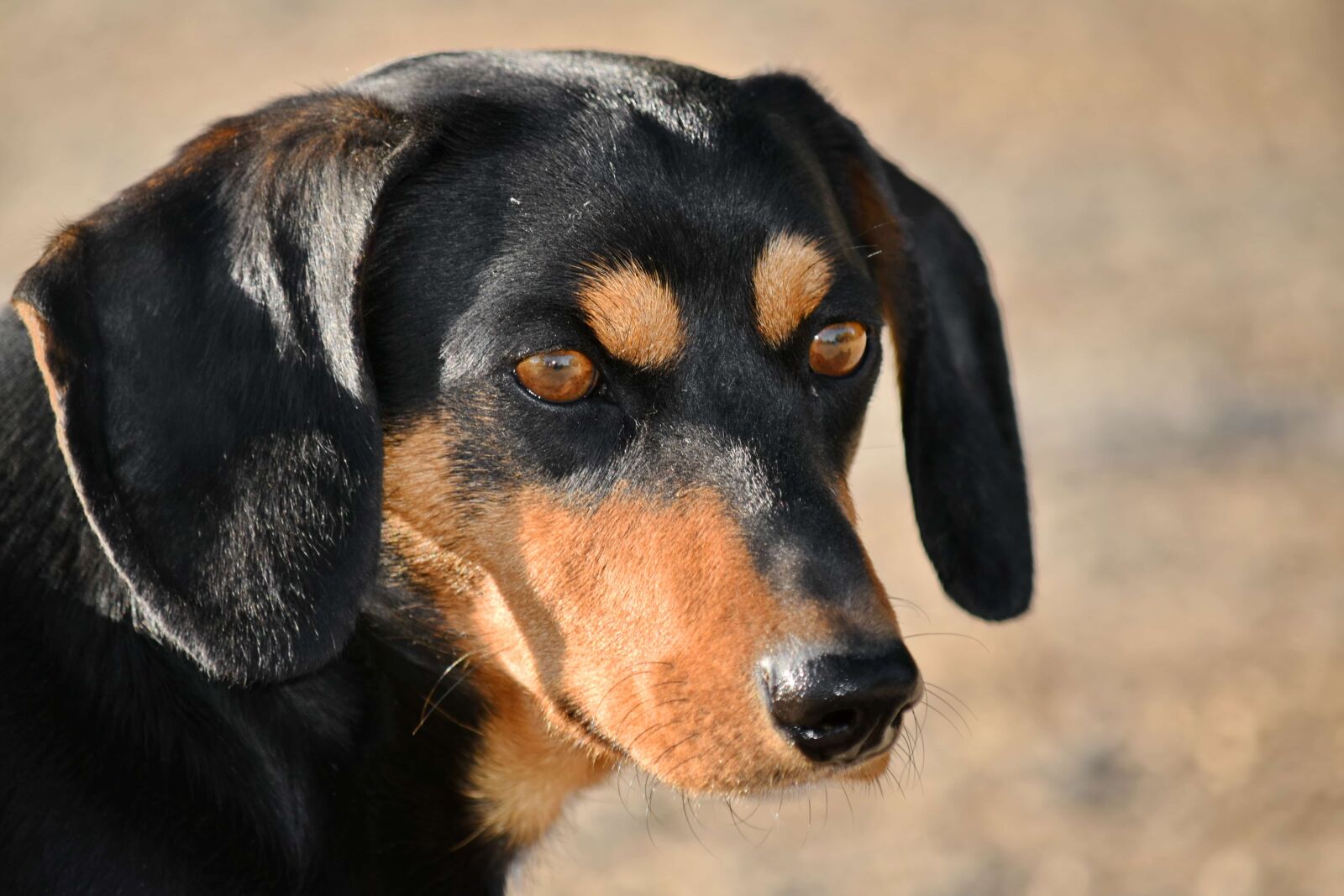 Nikon D5500 sample photo. Adorable, beautiful image, black photography