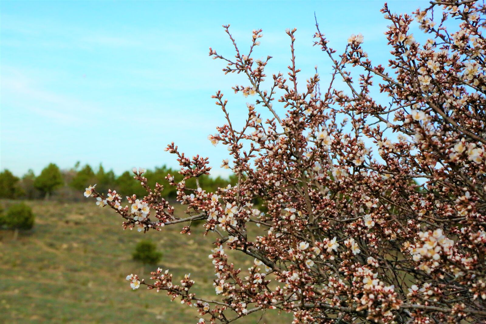 Canon EF 24-105mm F4L IS USM sample photo. Flowers, spring, buds photography