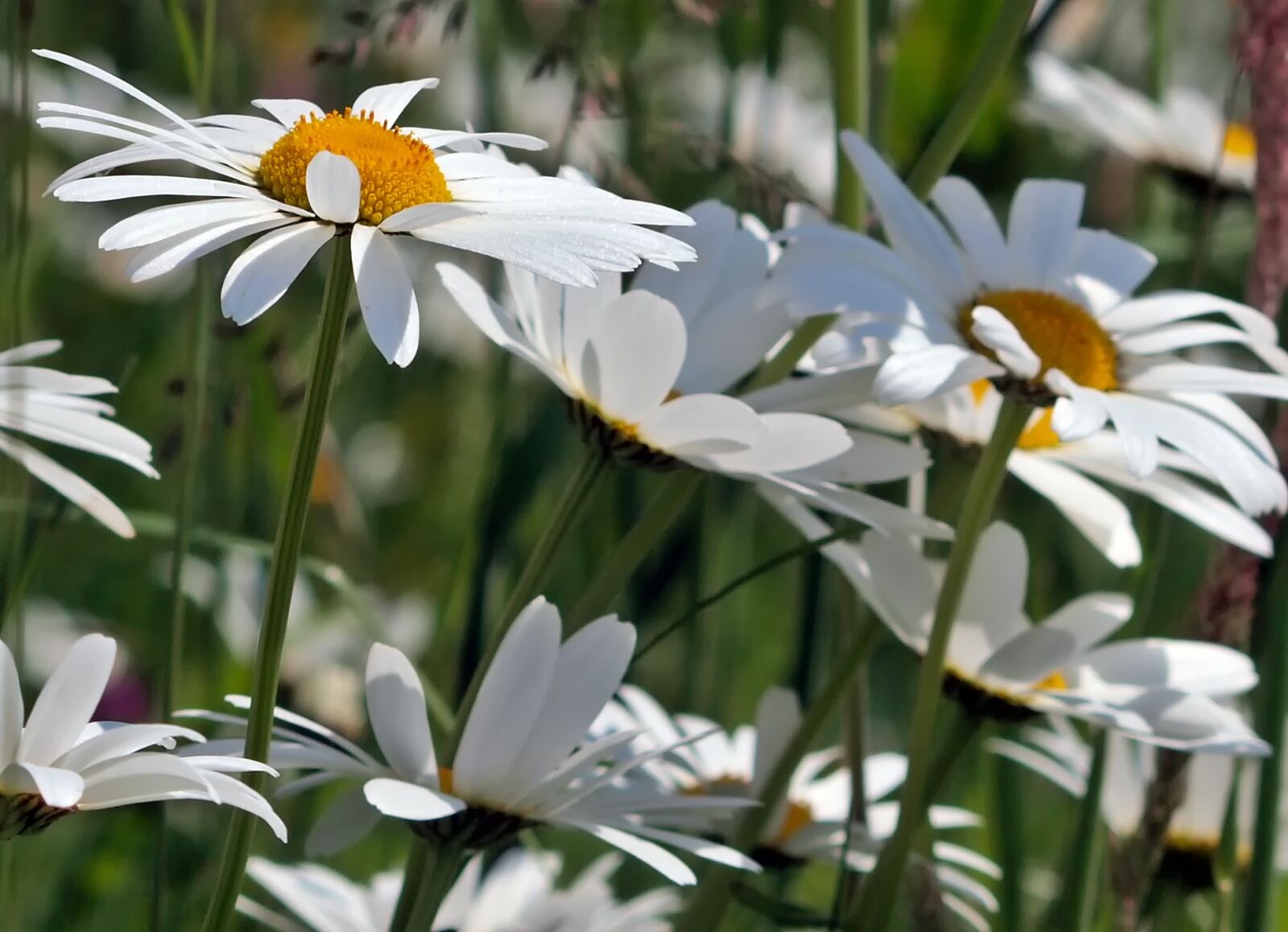 Olympus E-450 (EVOLT E-450) sample photo. Meadow grass, daisies, grasses photography