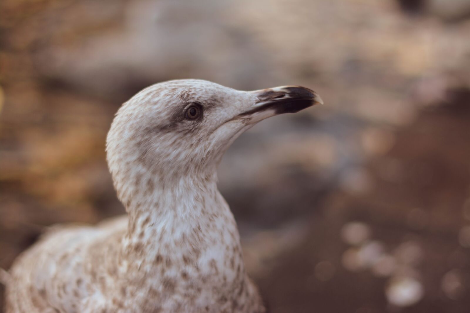 Nikon D5200 sample photo. Seagull, bird, nature photography