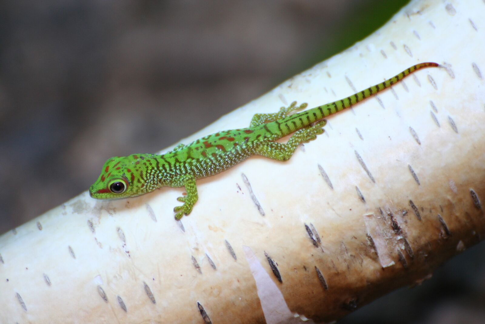 Canon EOS 350D (EOS Digital Rebel XT / EOS Kiss Digital N) sample photo. Gecko baby, gecko, lizard photography