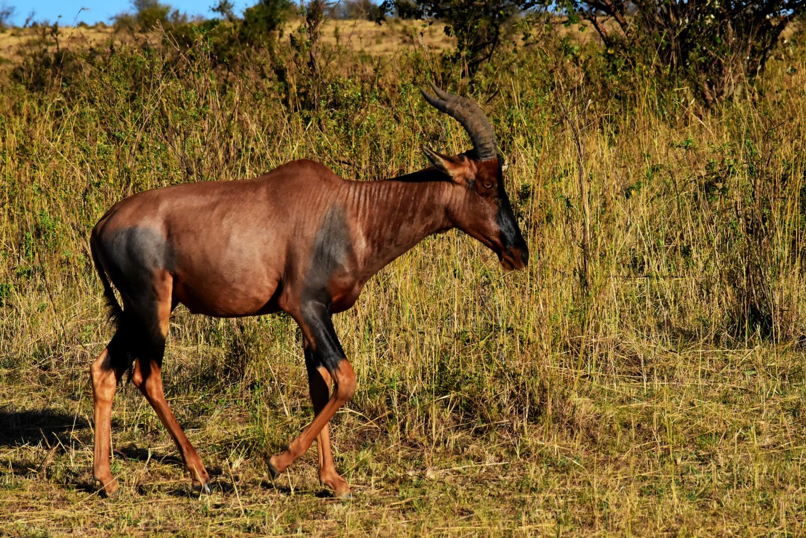 Nikon D5500 sample photo. Tanzania, africa, wildife photography