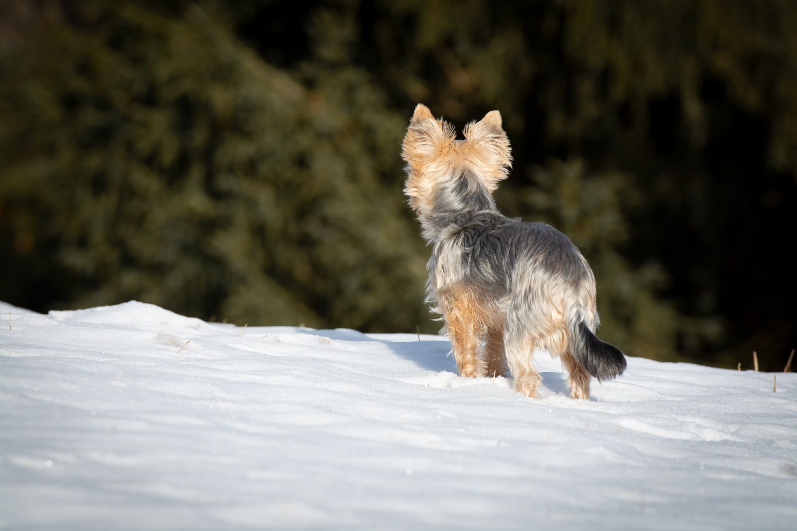 Nikon D7100 sample photo. Dog, winter, snow photography