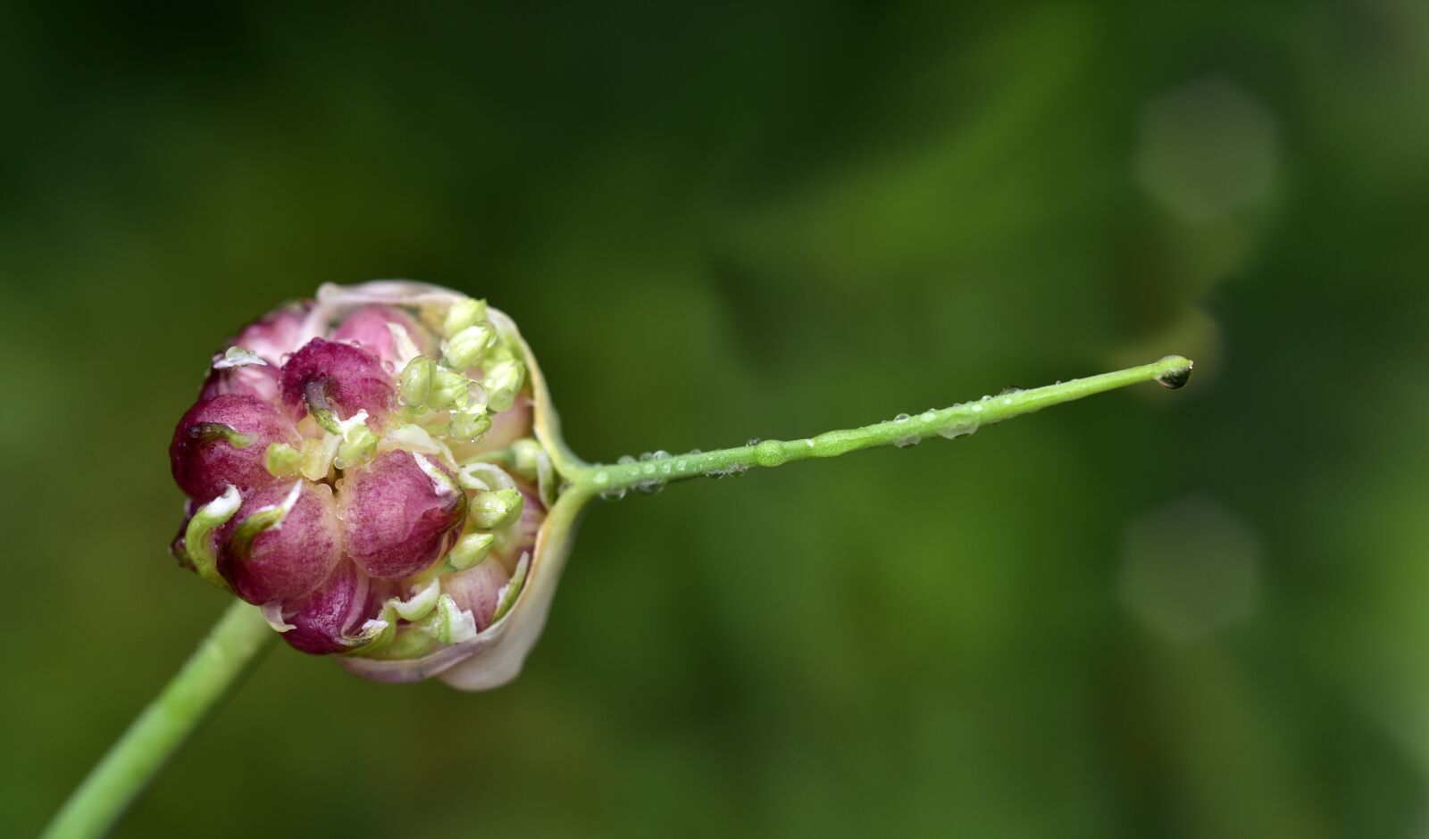 Nikon D750 sample photo. Bud, wet, rain photography