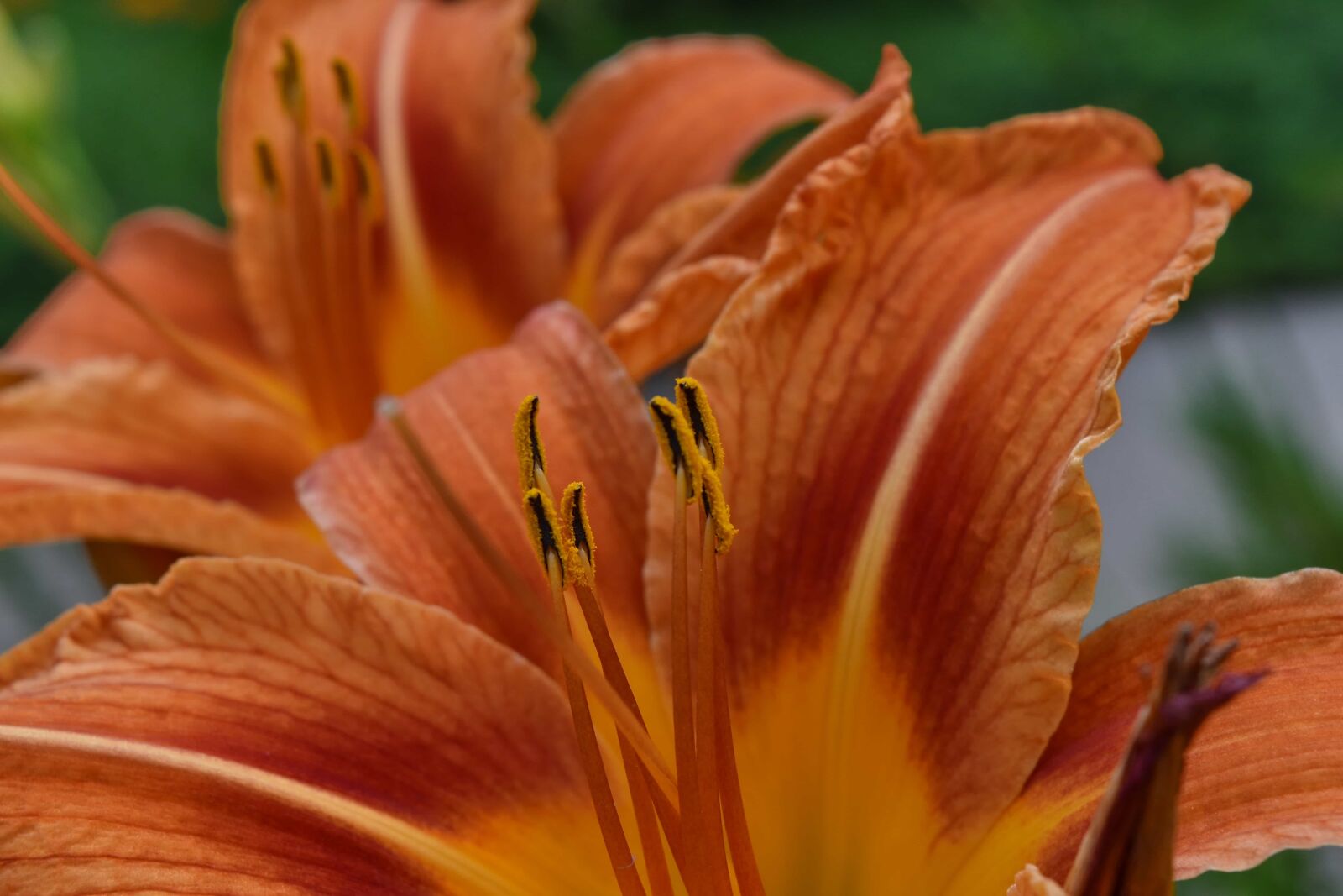 Nikon D5500 sample photo. Close-up, flower garden, flowers photography