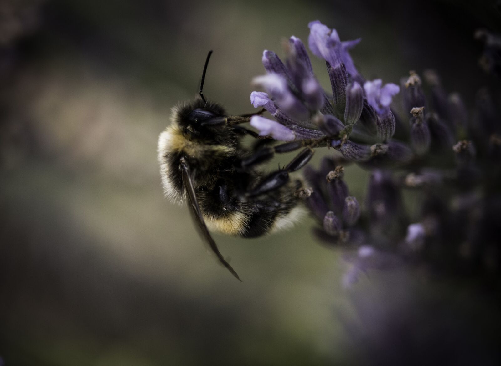 Nikon D7200 sample photo. Bee, lavender, blossom photography