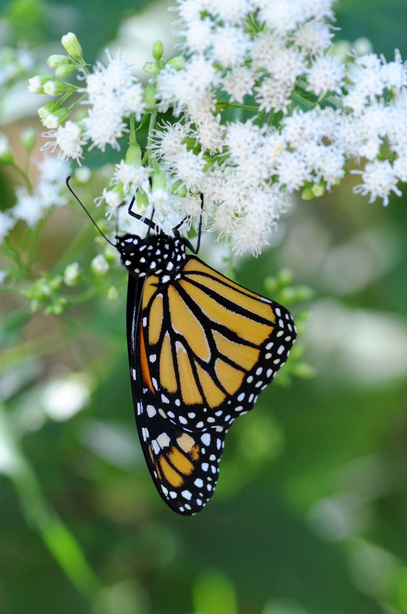 Nikon D300S sample photo. Monarch butterfly, rests, plant photography