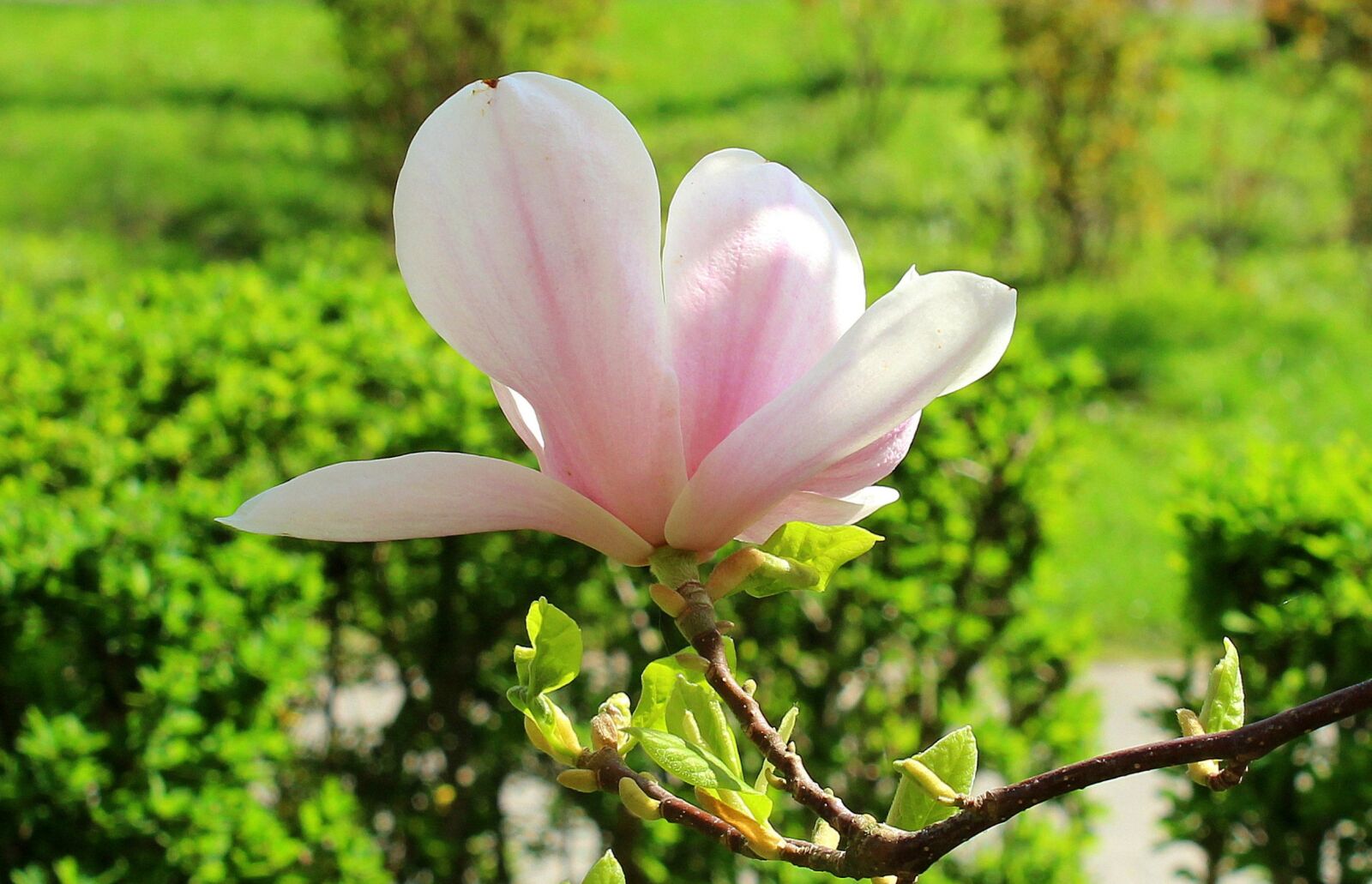Canon EOS 1200D (EOS Rebel T5 / EOS Kiss X70 / EOS Hi) sample photo. Magnolia, magnolia flower, bush photography