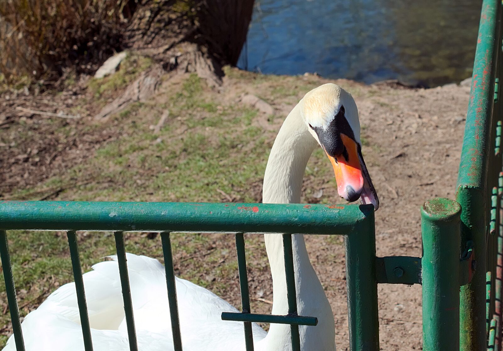 Nikon D3300 sample photo. Swan, white, aggressive photography