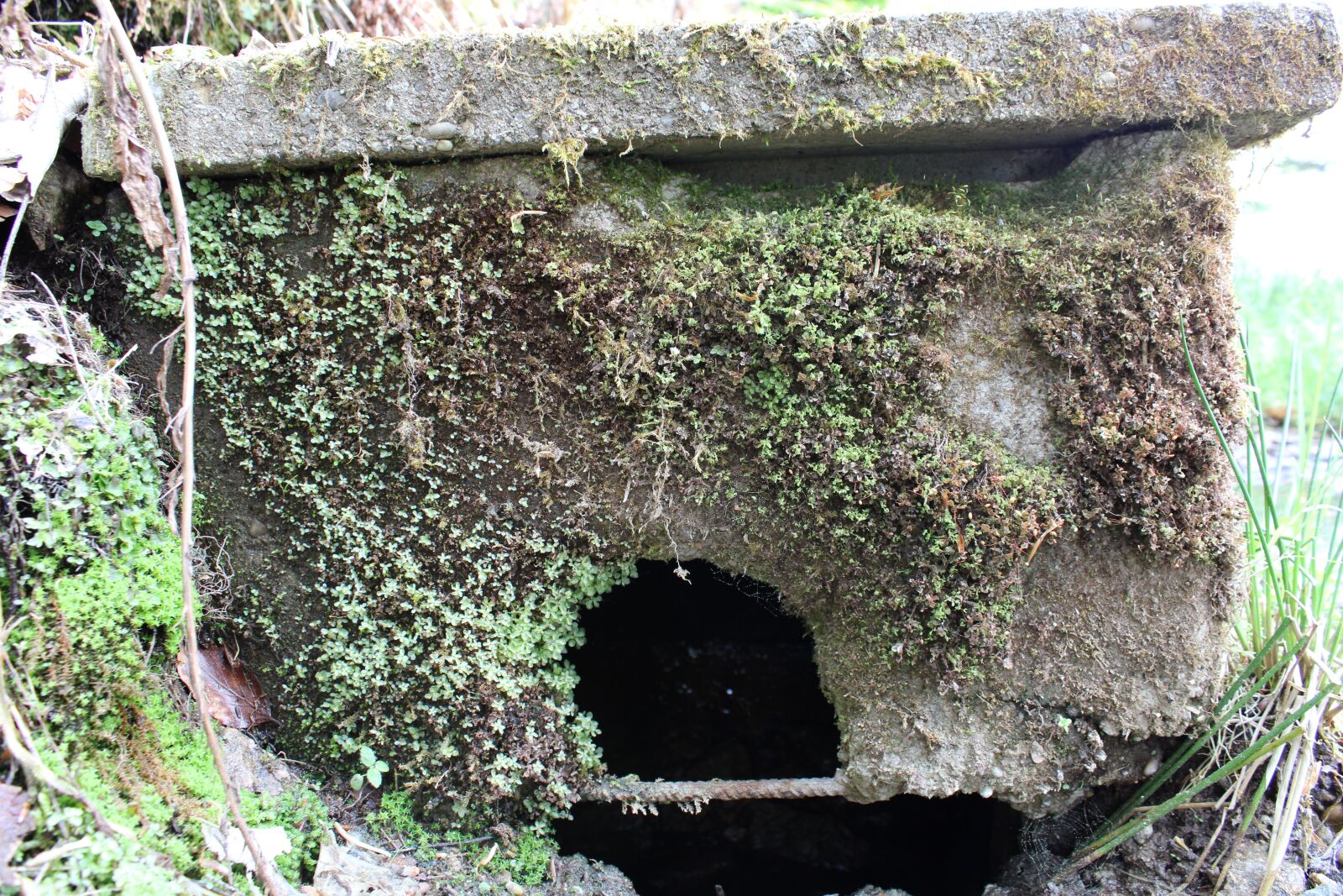 Canon EOS 2000D (EOS Rebel T7 / EOS Kiss X90 / EOS 1500D) sample photo. Moss, cave, nature photography