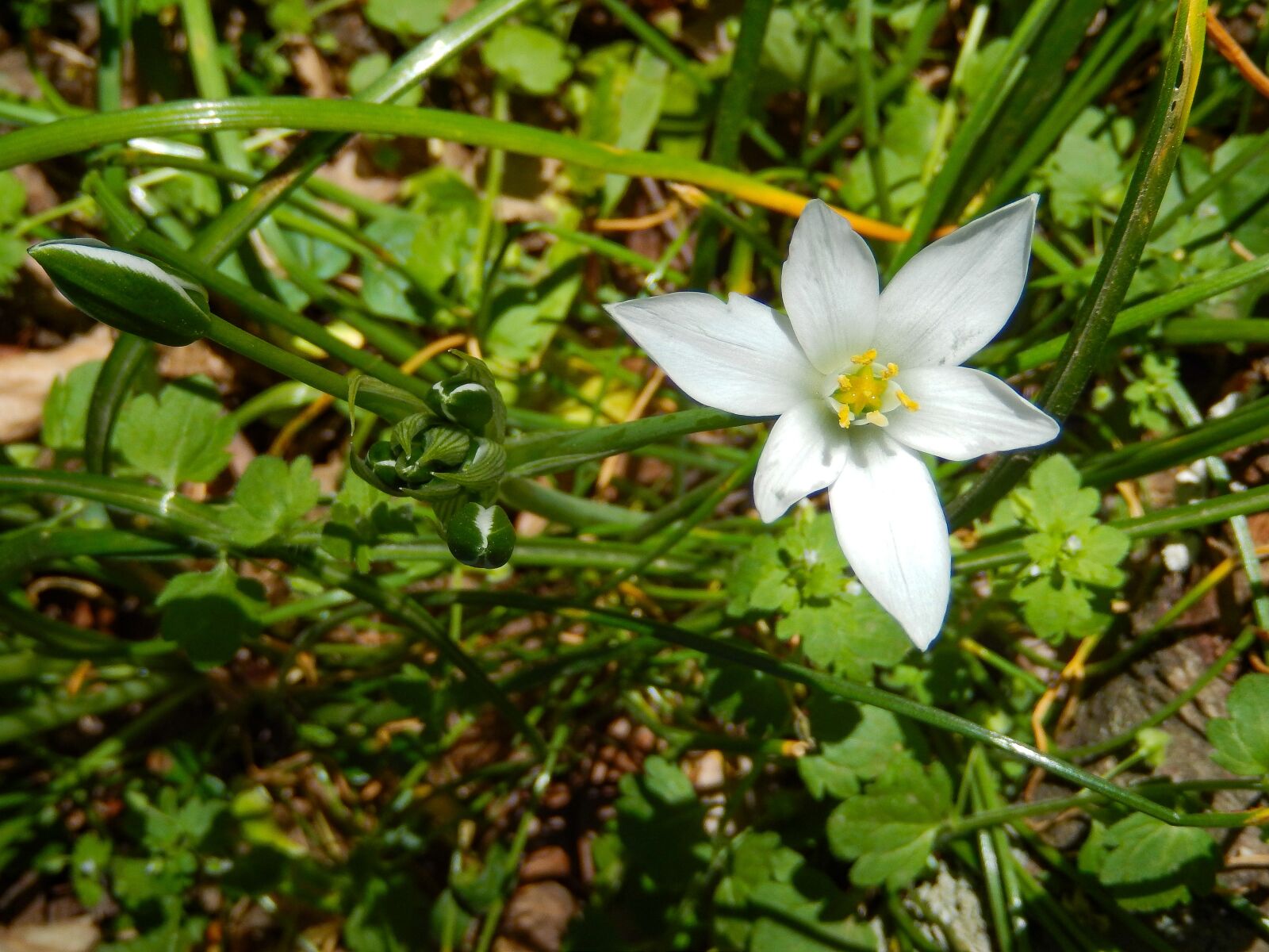 Nikon Coolpix S9500 sample photo. Star of bethlehem, ornithogalum photography