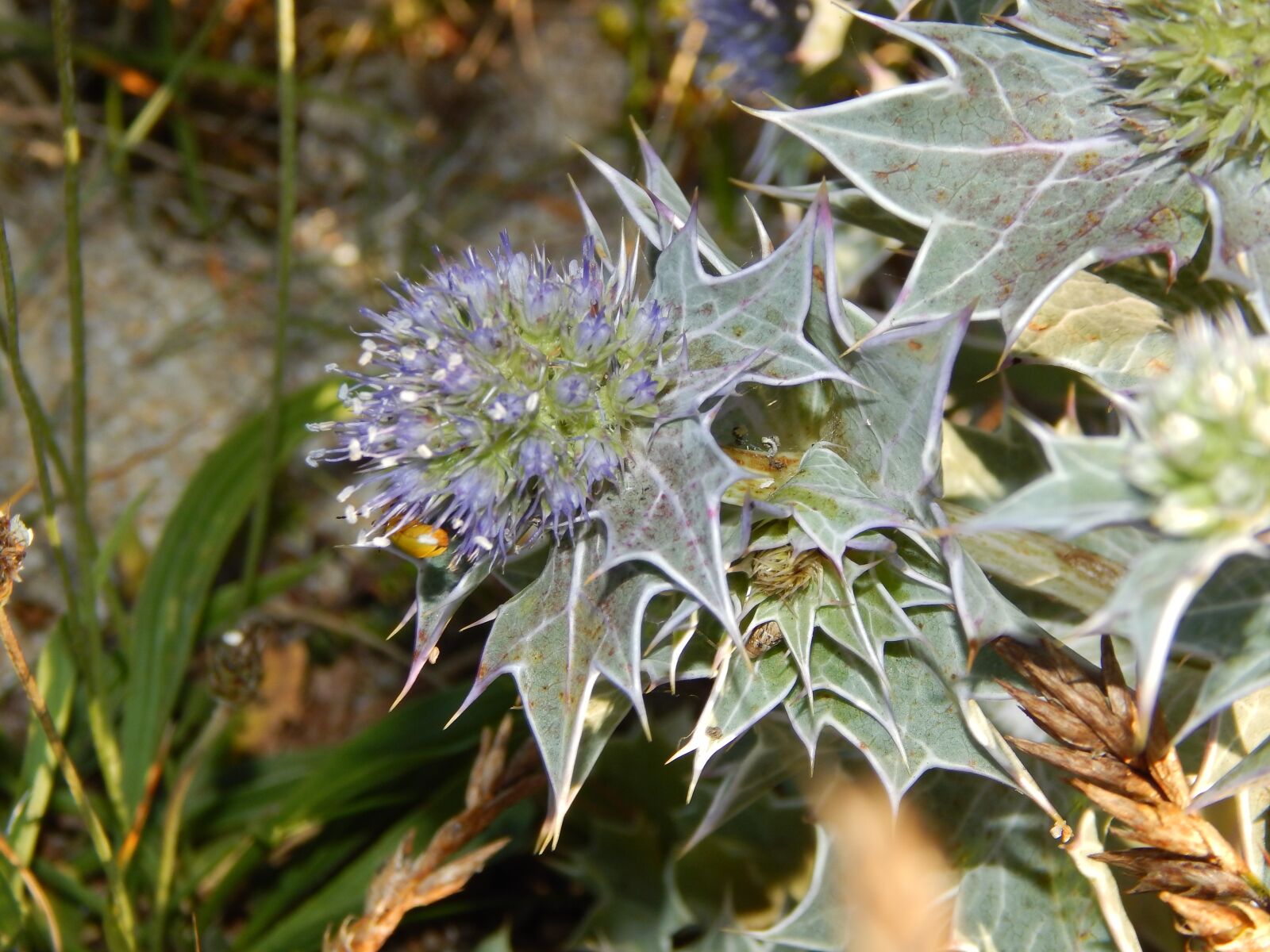 Nikon Coolpix L820 sample photo. Plant, dune, nature photography