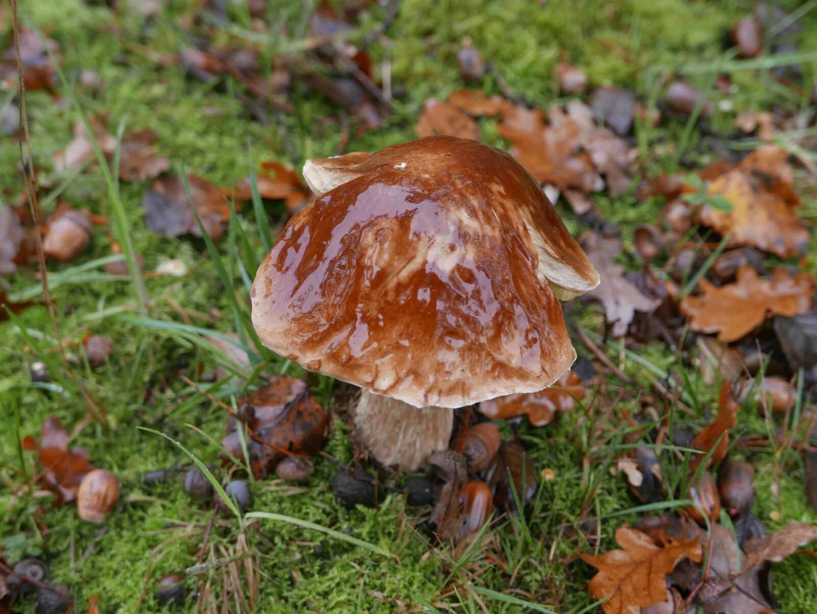 Panasonic Lumix DMC-LX100 sample photo. Toadstool, fungi, brown photography