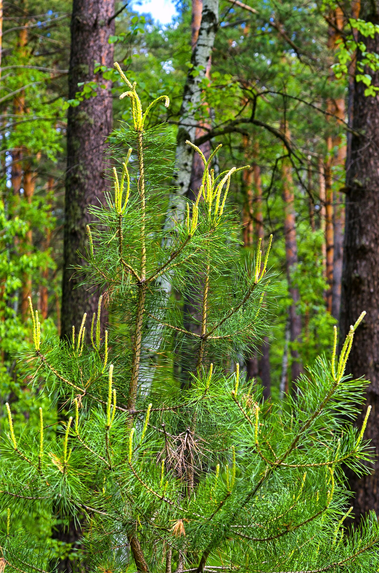 Pentax K-500 sample photo. Pine, spring, nature photography