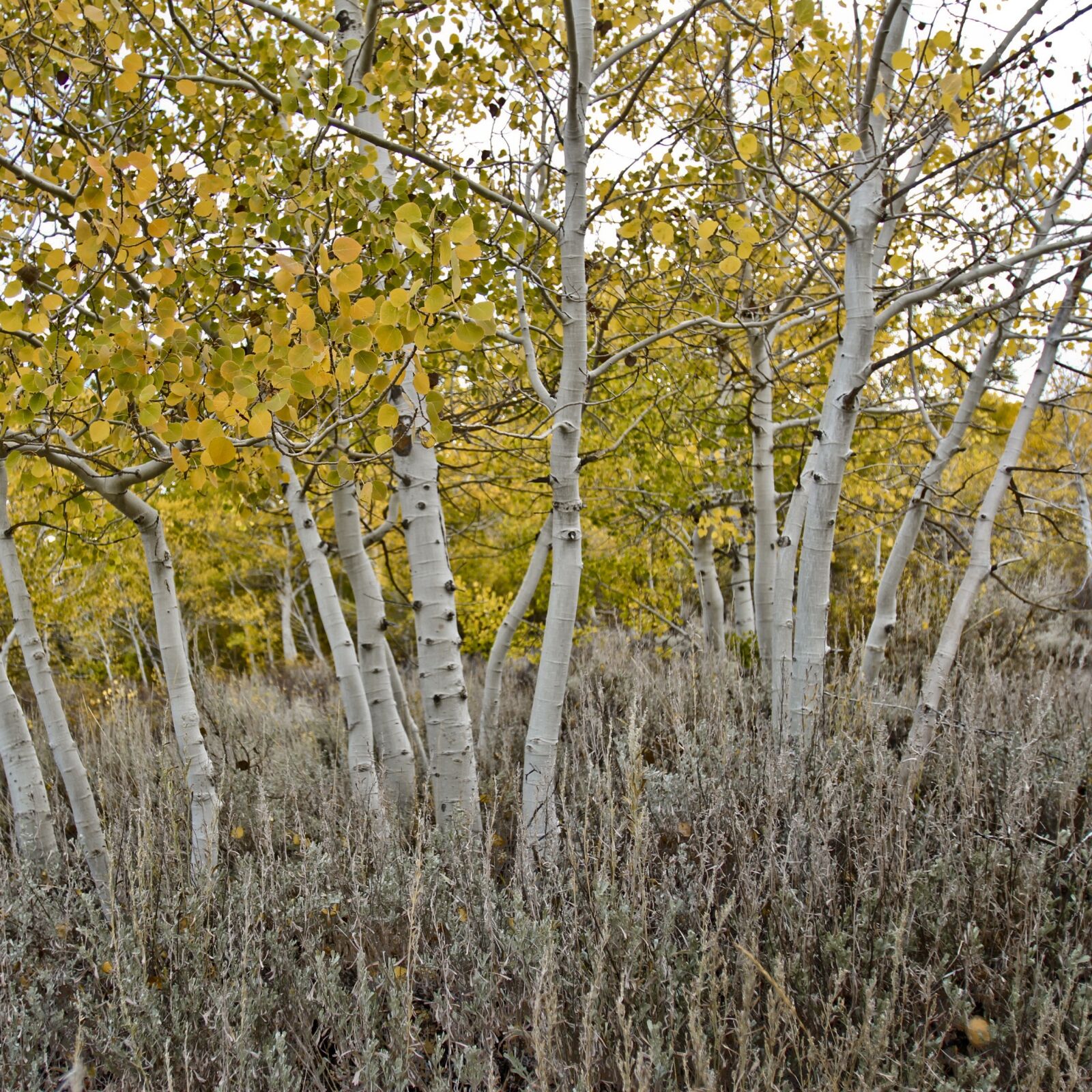 Canon EOS 7D sample photo. Landscape, tree, nature photography