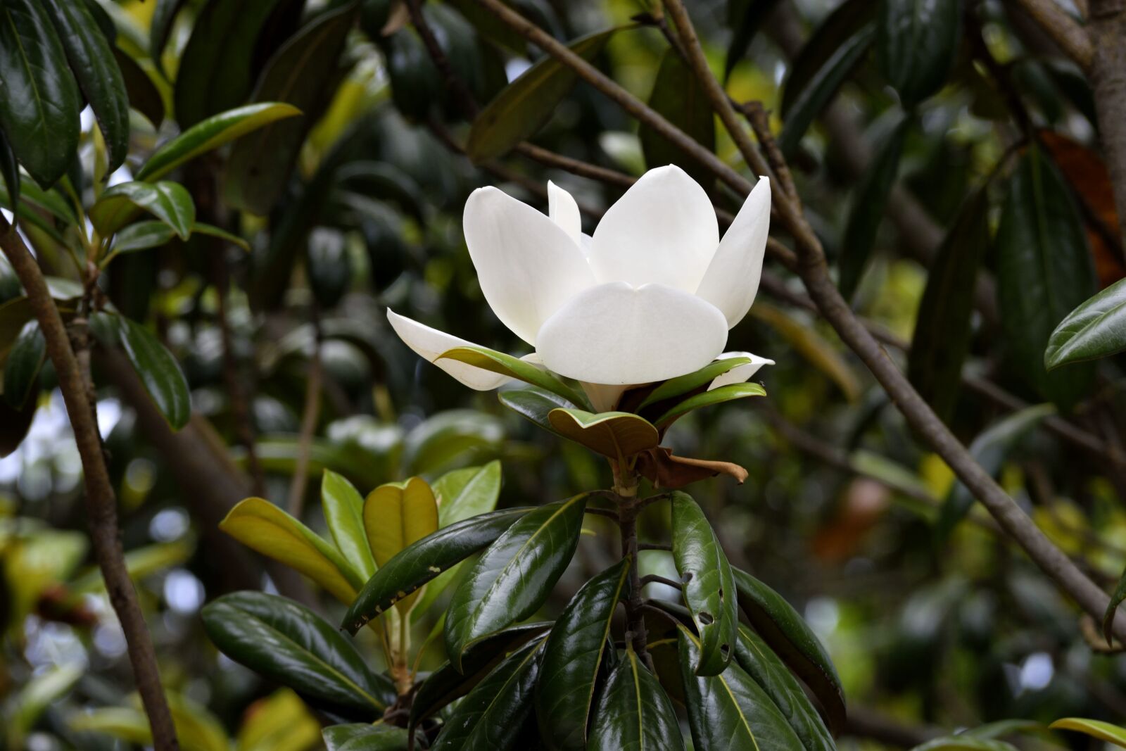 Nikon D3300 sample photo. Magnolia, flower, floral photography