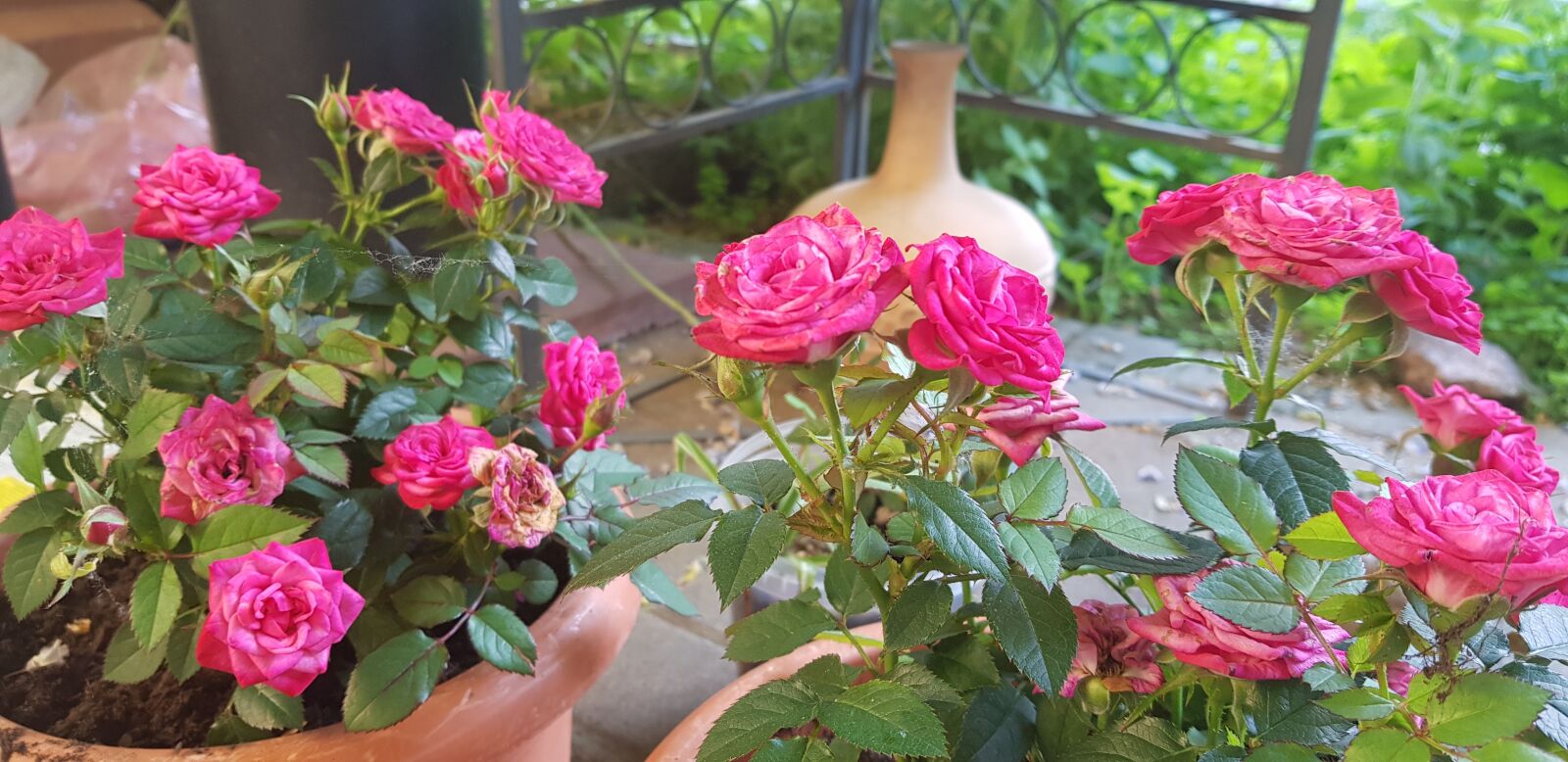 Samsung Galaxy S8+ sample photo. Blume, rose, pflanze photography