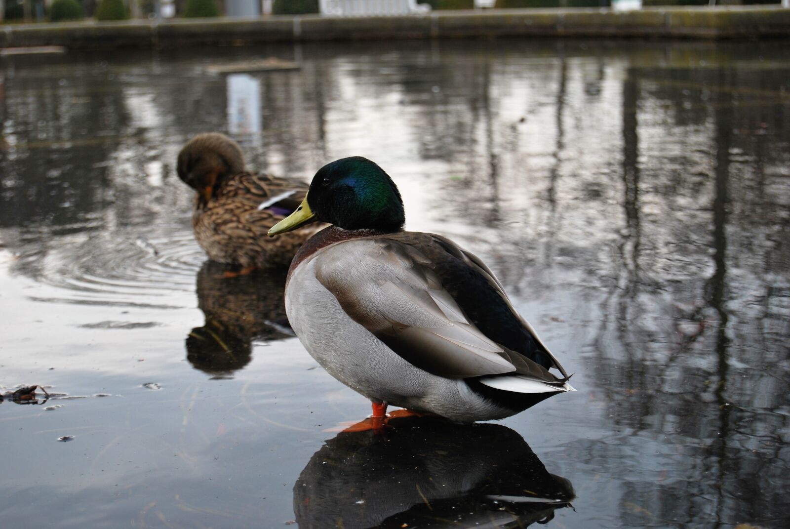 Nikon D60 sample photo. Duck, mallard, drake photography