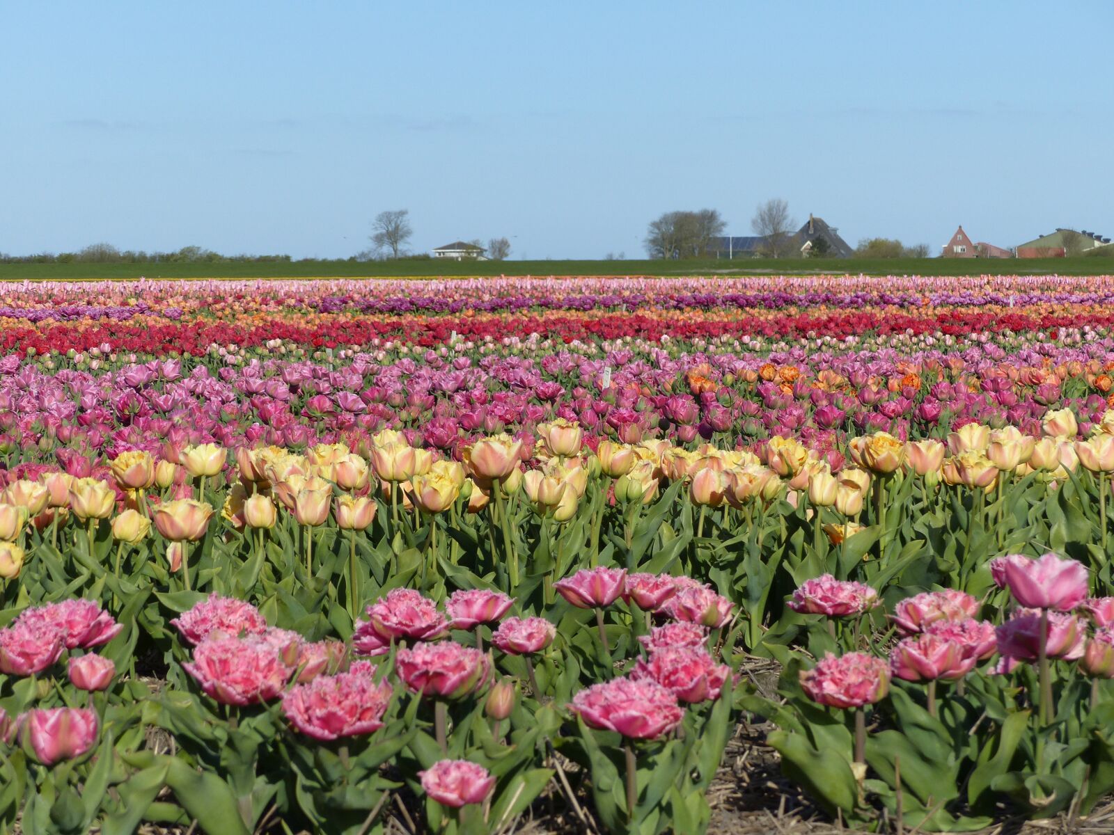 Panasonic Lumix DMC-FZ200 sample photo. Colors, flowers, fields photography