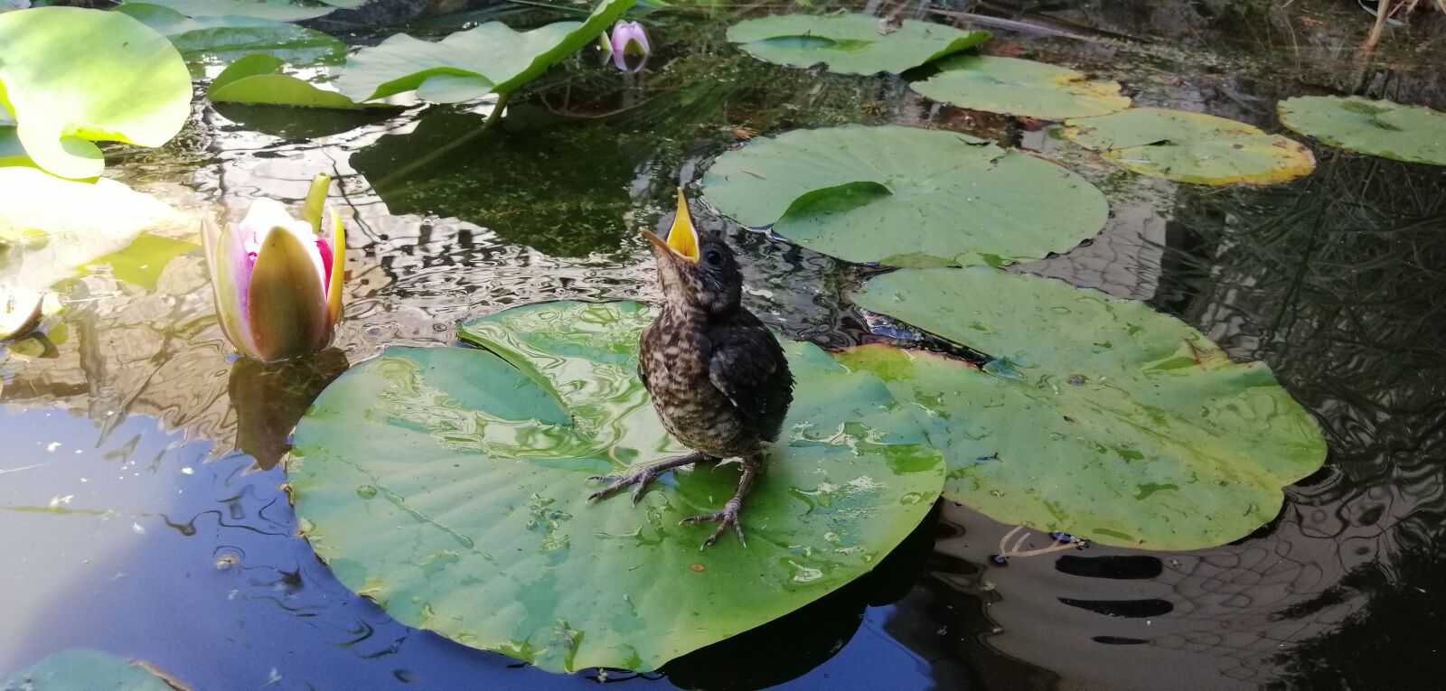 HUAWEI SNE-LX1 sample photo. Nature, pond, bird photography