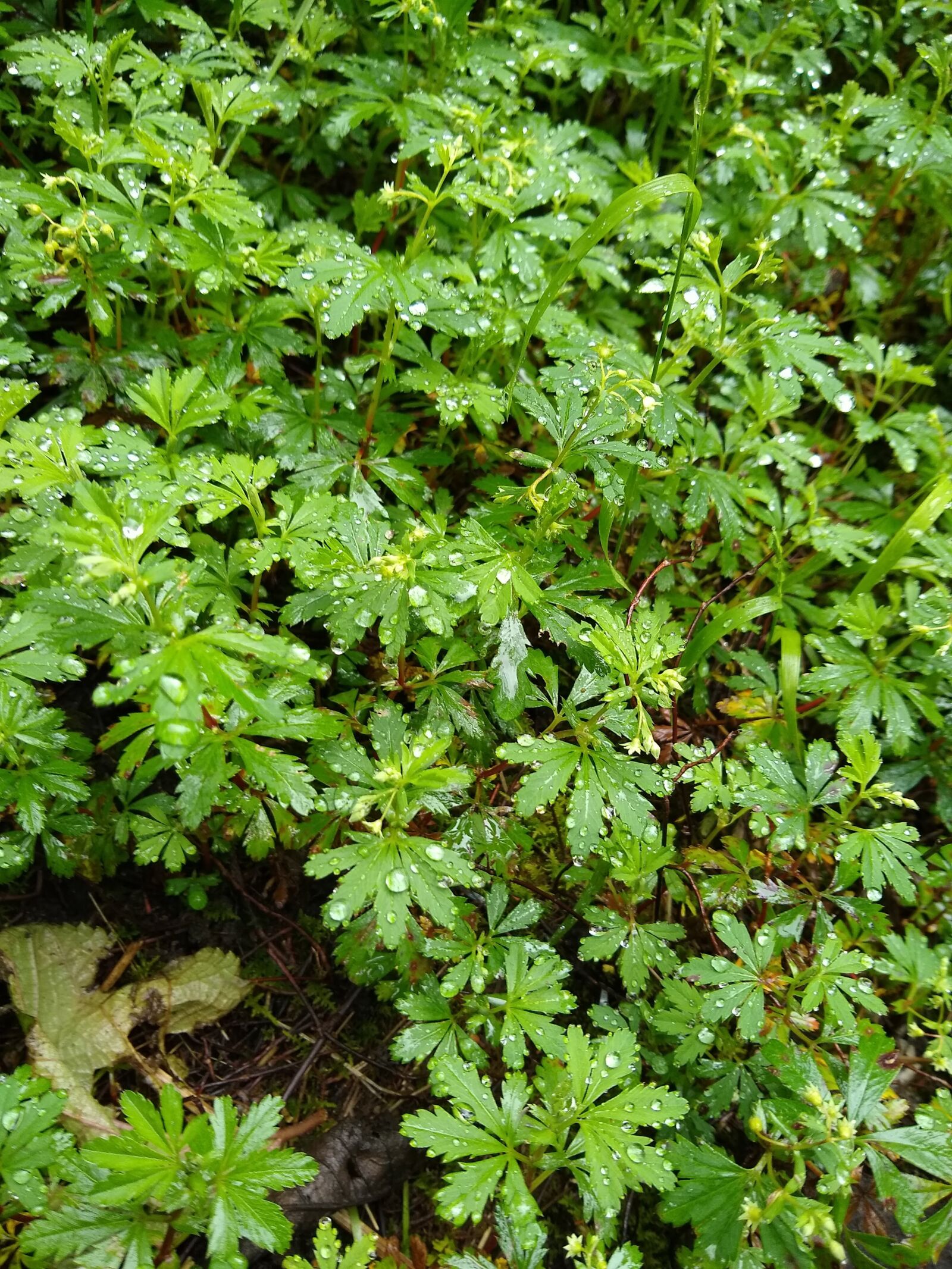 Motorola moto g(6) sample photo. Leaves, forest, grass photography