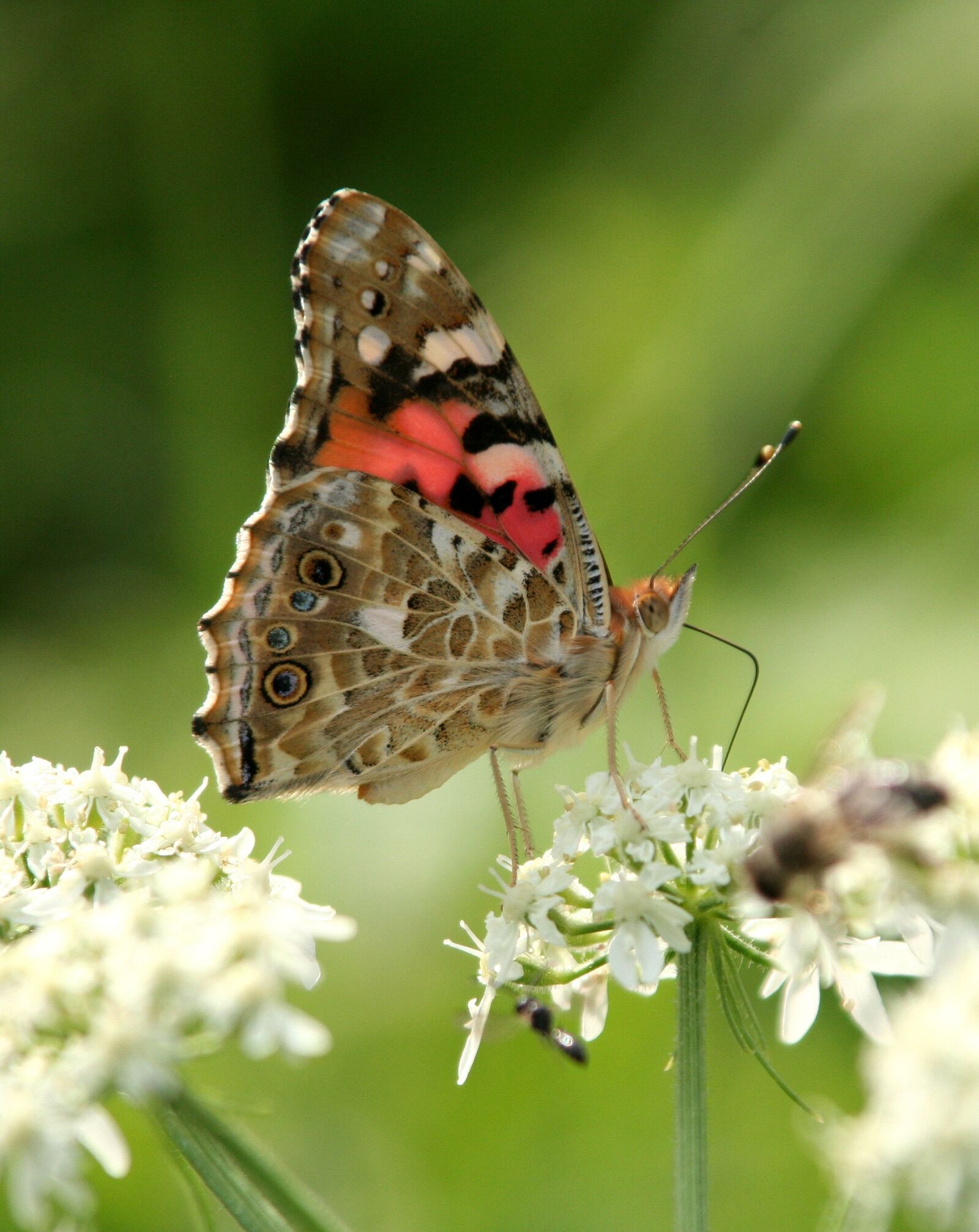 Canon EOS 350D (EOS Digital Rebel XT / EOS Kiss Digital N) sample photo. Butterfly, flower, summer photography