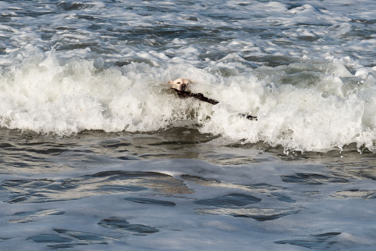 Nikon D810 sample photo. Dog, labrador, yellow photography