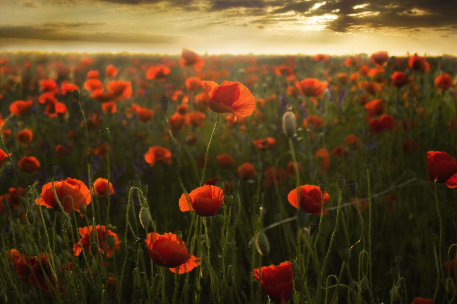 Canon EOS 700D (EOS Rebel T5i / EOS Kiss X7i) sample photo. Field, poppies, sunset photography
