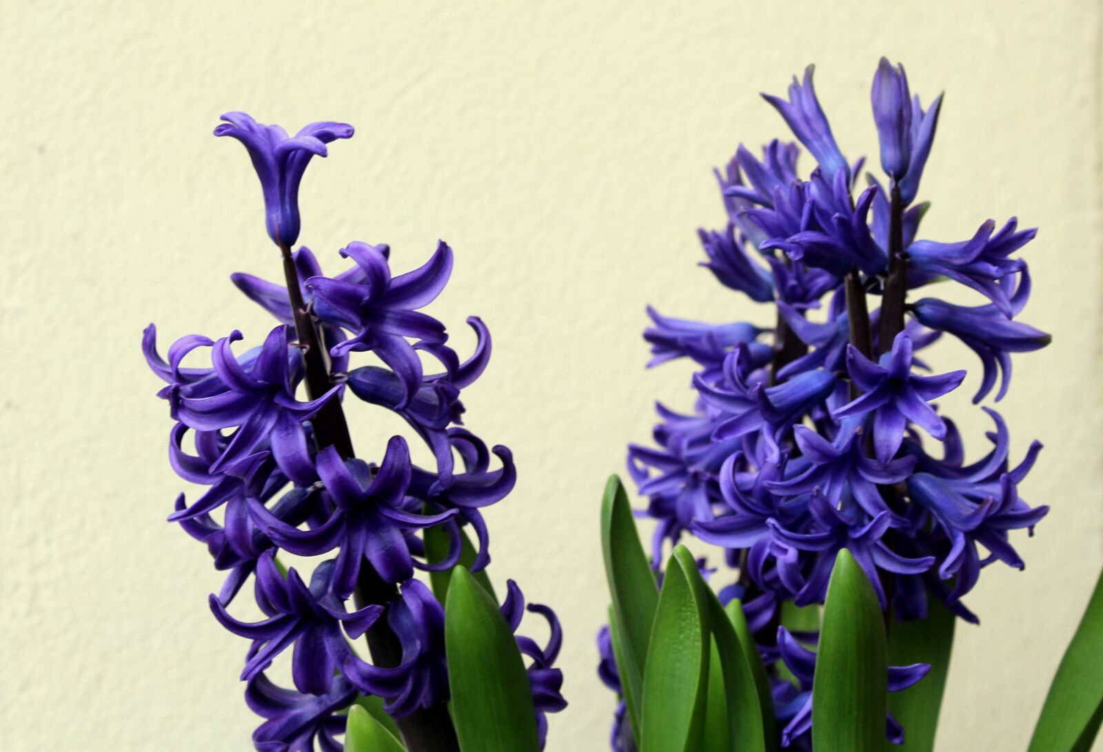 Canon EOS 1200D (EOS Rebel T5 / EOS Kiss X70 / EOS Hi) sample photo. Hyacinth, hyacinths, spring flowers photography