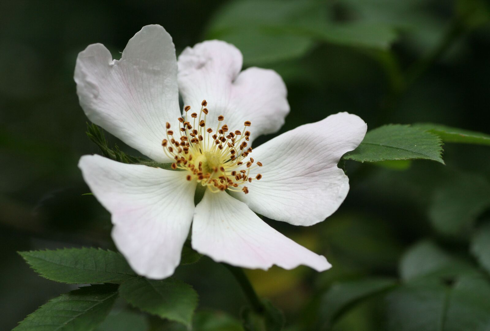 Canon EOS 350D (EOS Digital Rebel XT / EOS Kiss Digital N) sample photo. Flower, forest, rose hips photography