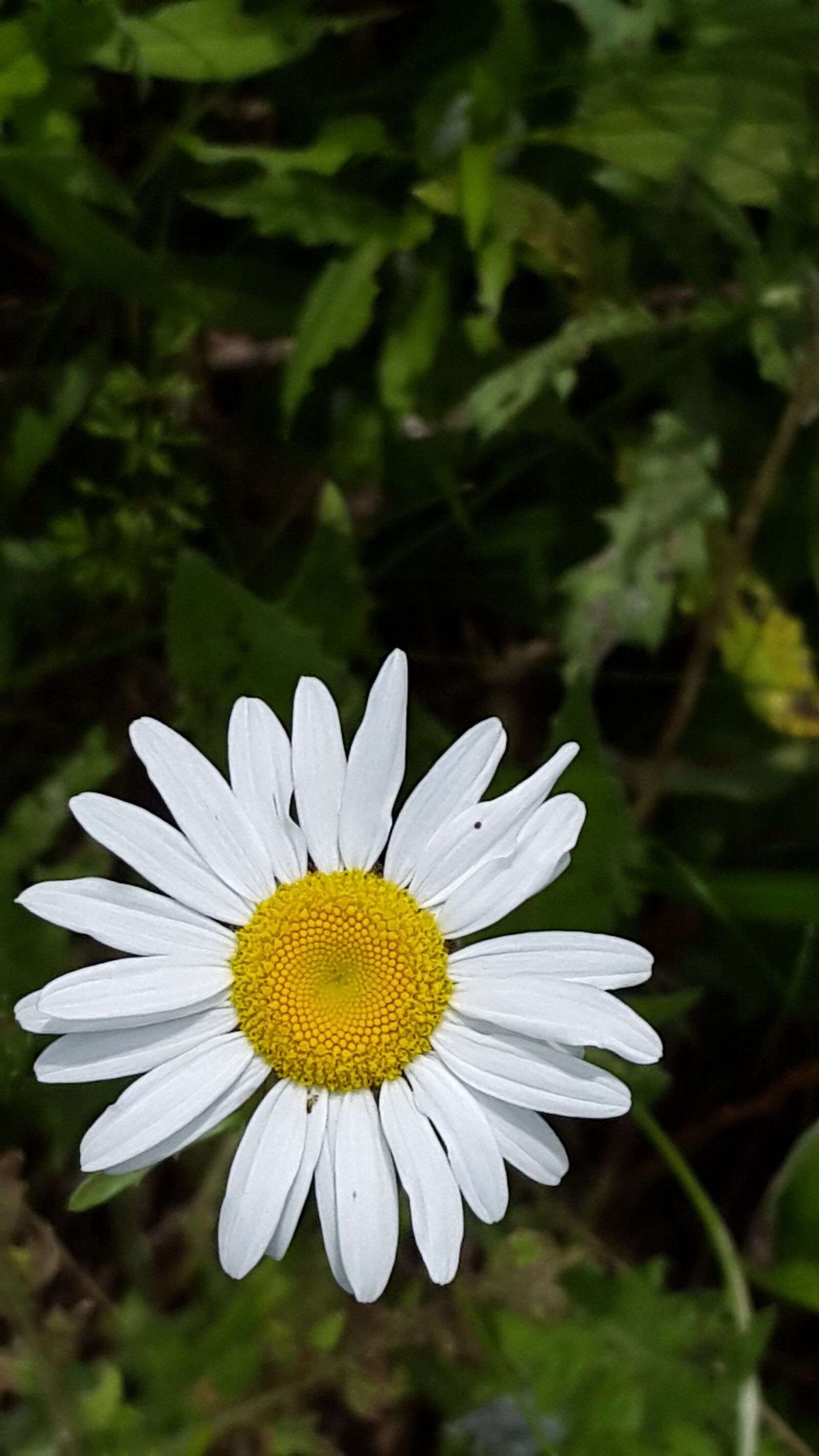 Samsung Galaxy S5 sample photo. Nature, flora, flower photography