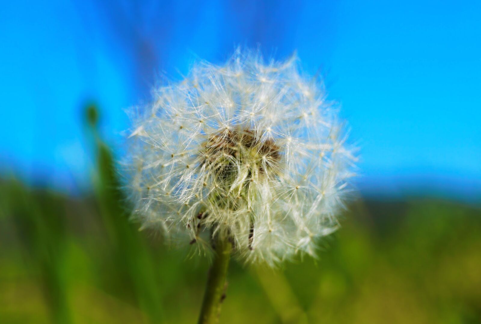 Sony SLT-A58 sample photo. Flower, dandelion, nature photography