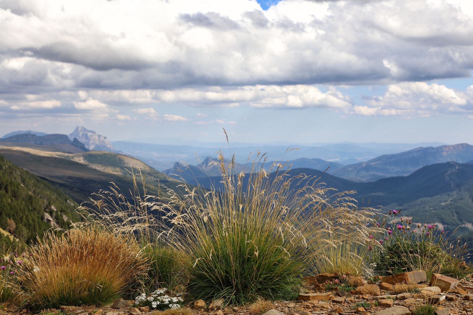 Canon EF 24-105mm F4L IS II USM sample photo. Summit, flora, high mountain photography