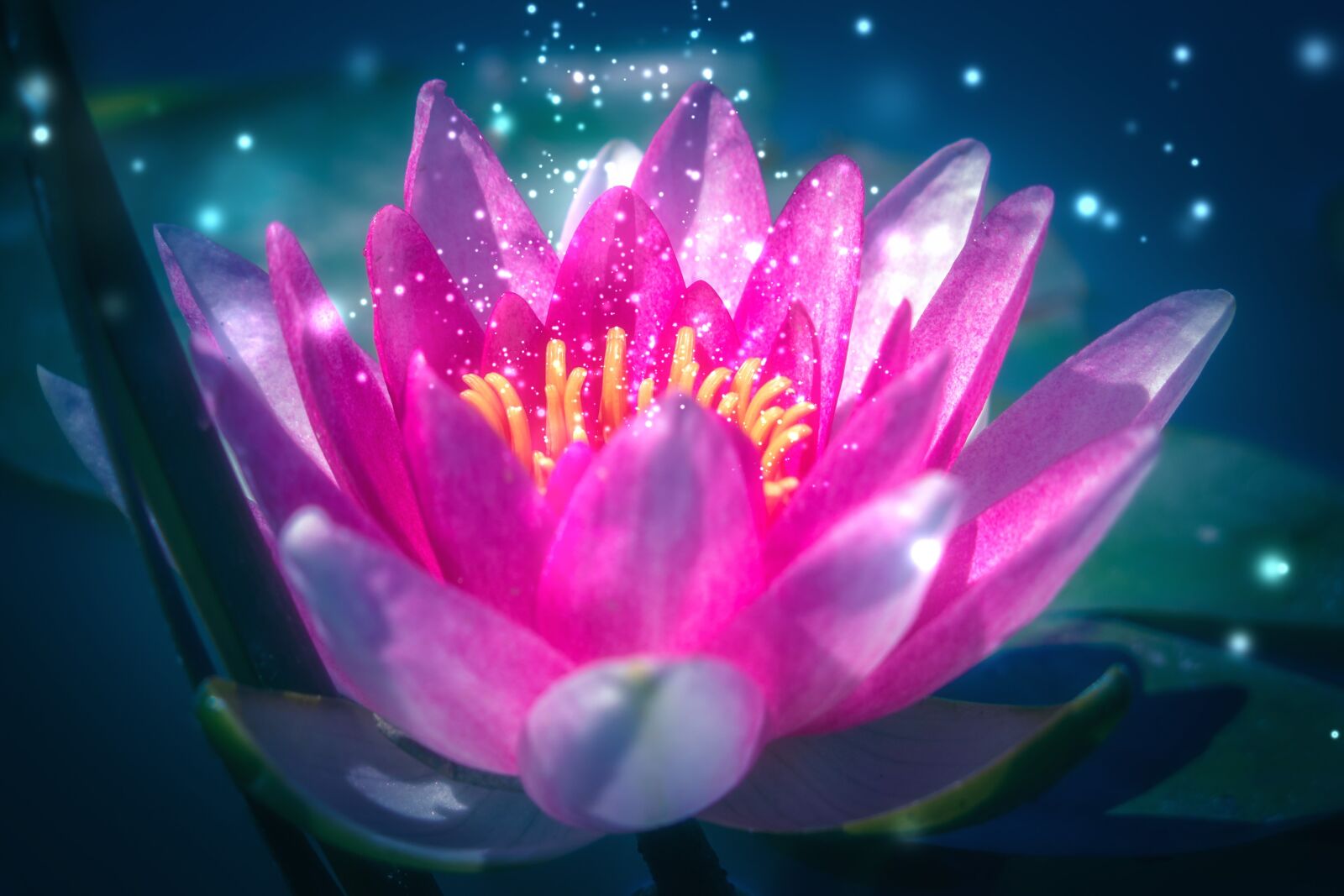 Canon PowerShot G16 sample photo. Lotus, water lily, pink photography