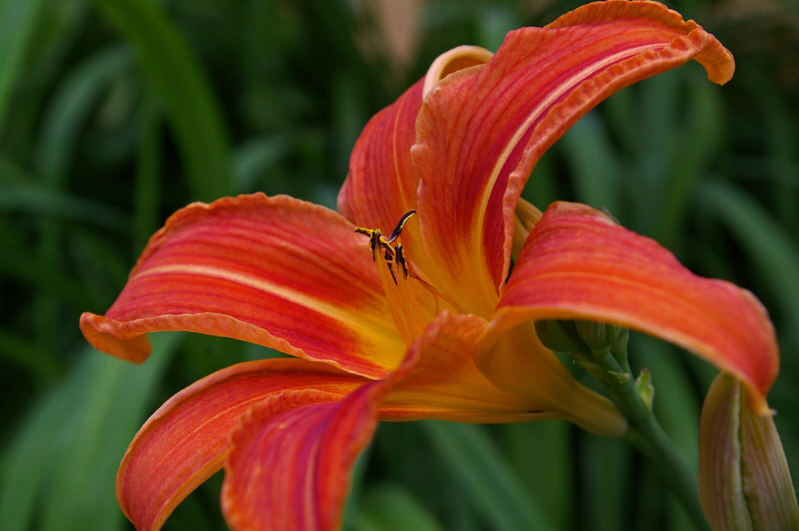 Pentax *ist DL2 sample photo. Daylily, blossom, bloom photography