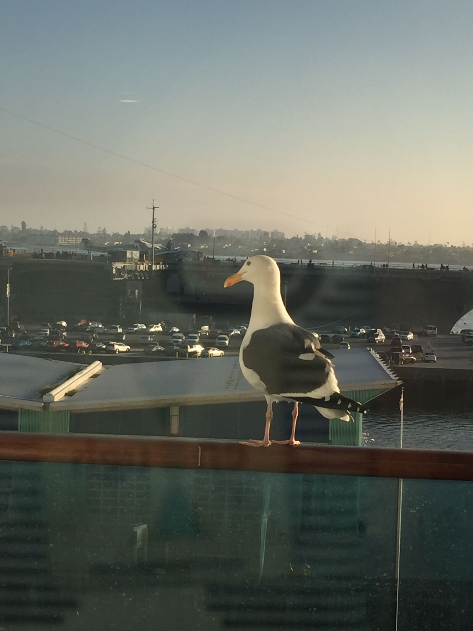 iPhone 6 back camera 4.15mm f/2.2 sample photo. Seagull, ship, cruise photography