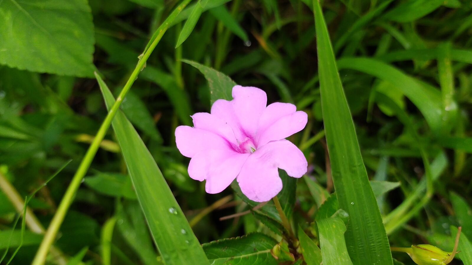 Xiaomi Redmi Note 8 sample photo. Flower, pink, green photography