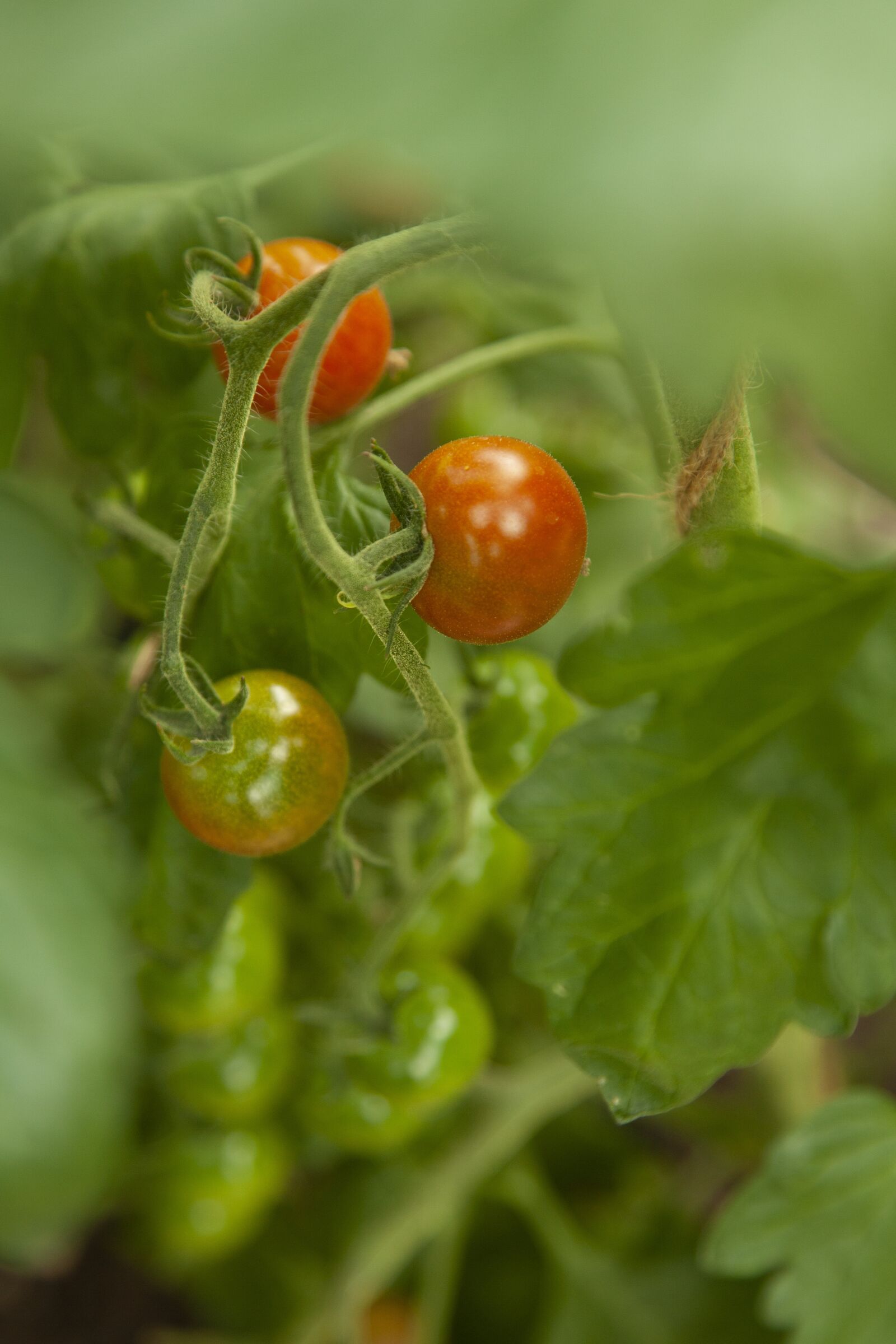 Canon EOS 5D Mark II sample photo. Tomato, ripe, plant photography