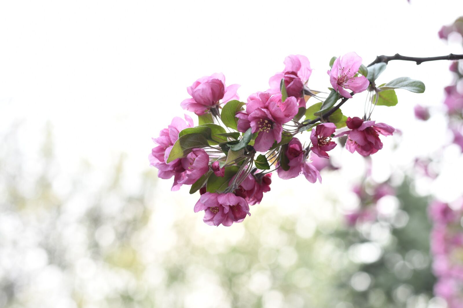 Nikon D7500 sample photo. Spring, flowers, plant photography