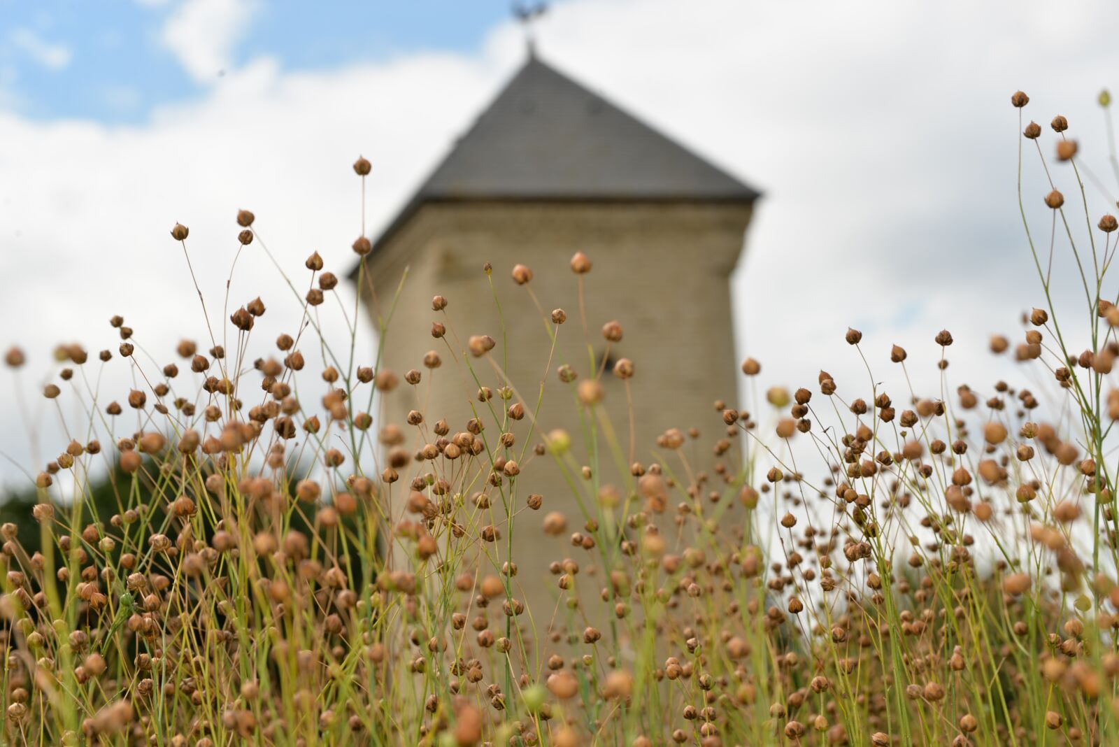 Nikon D610 sample photo. Tower, flowers, flower photography