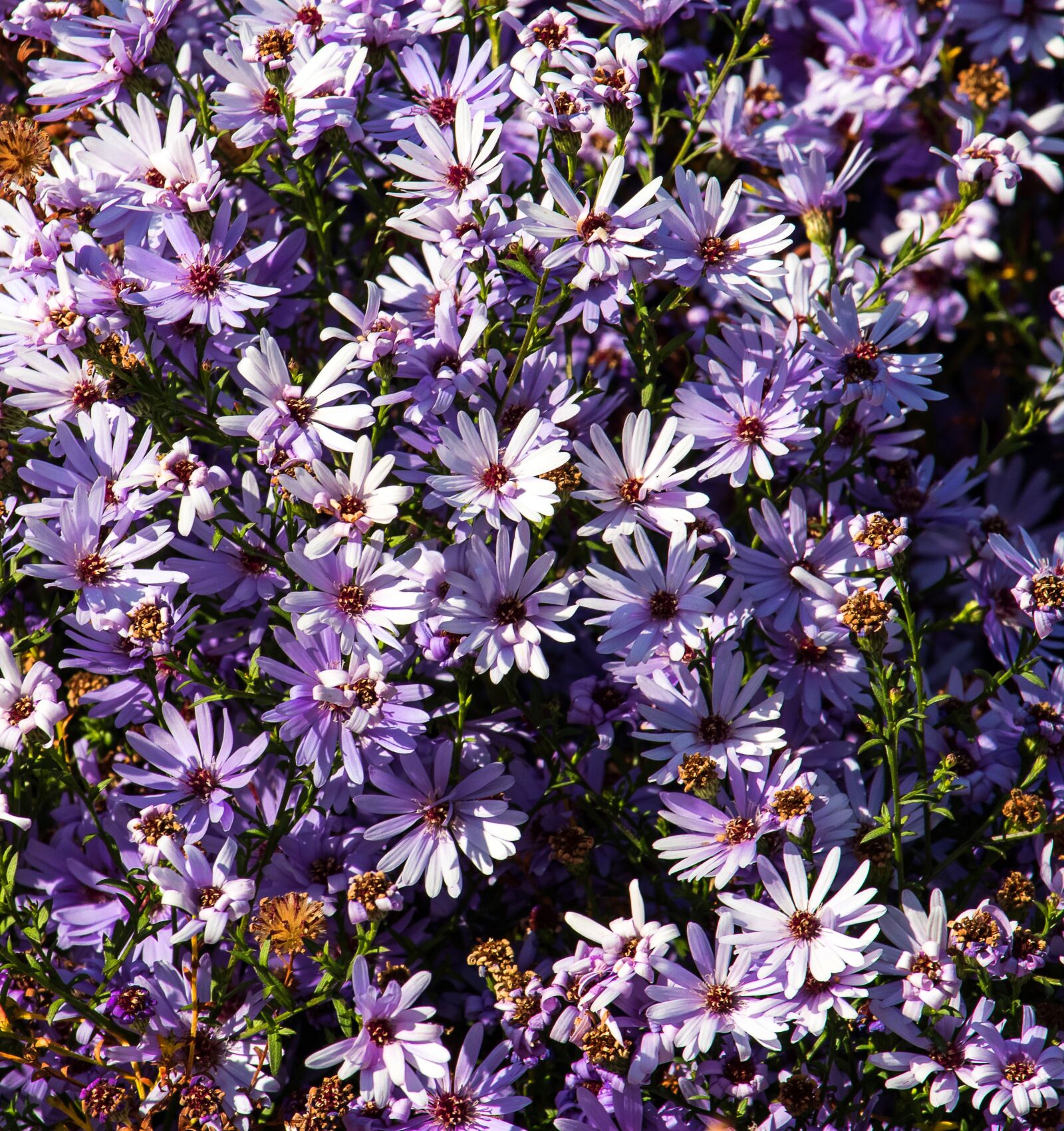 Canon EF-S 55-250mm F4-5.6 IS STM sample photo. Flowers, plant, purple photography
