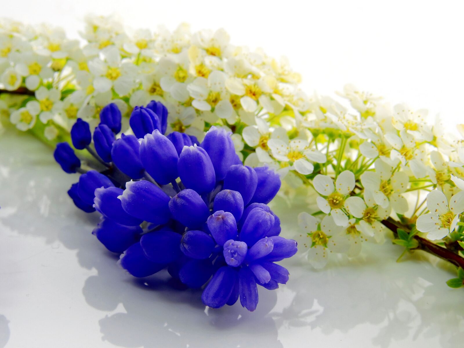 Nikon Coolpix P900 sample photo. Flower, deco, decoration photography