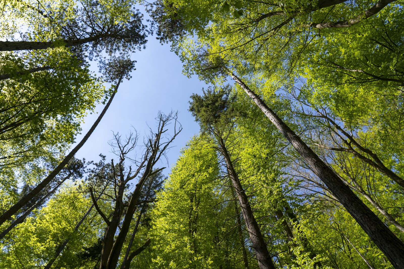 Sony FE 24-105mm F4 G OSS sample photo. Trees, forest, nature photography